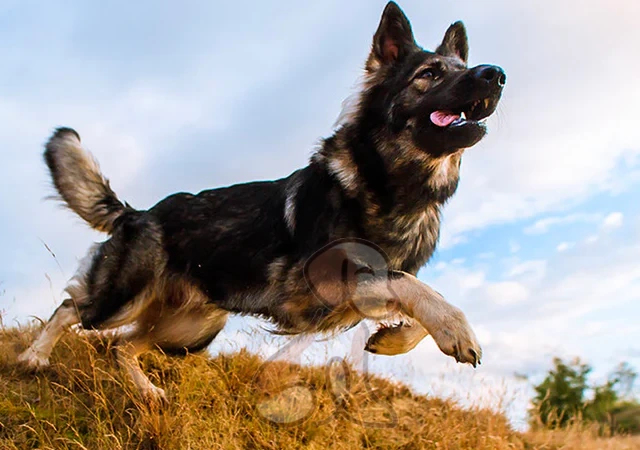 سگ ژرمن شپرد نیاز به فعالیت و ورزش